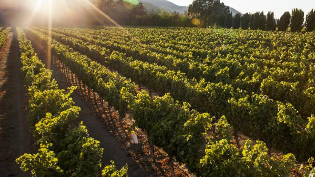 Rows of grapes on the vine.