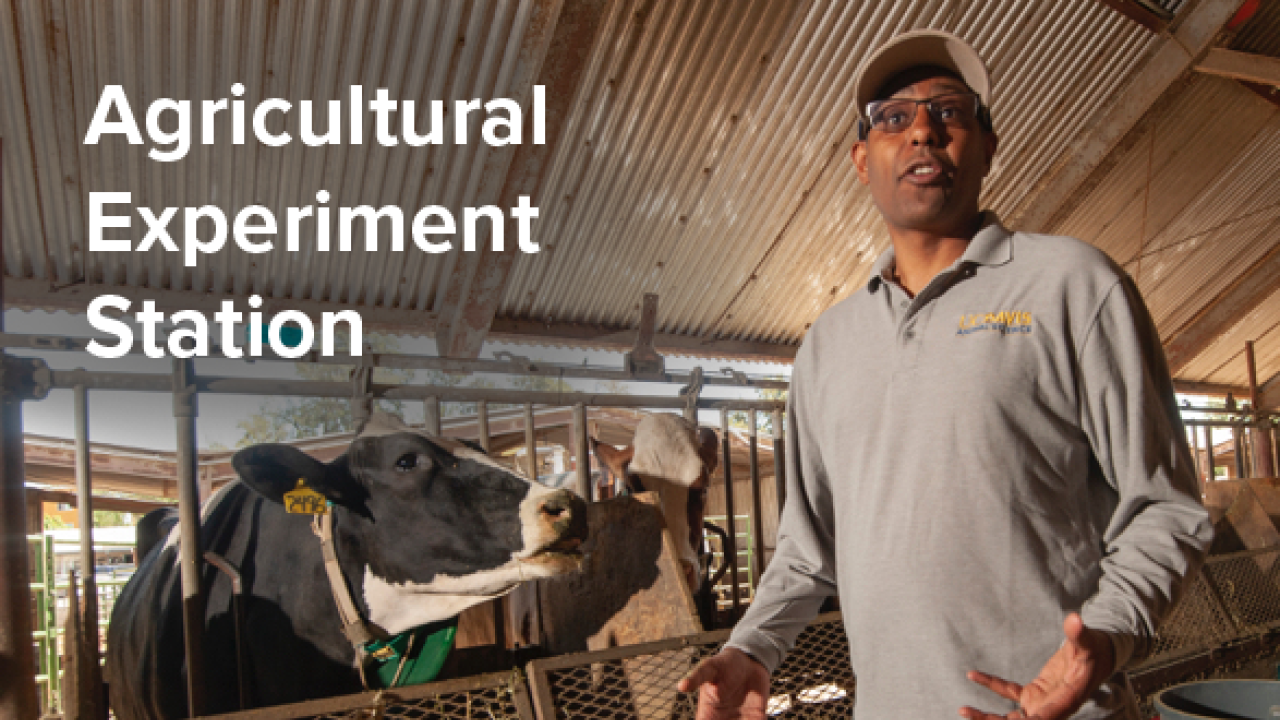 Associate Dean Ermias Kebreab conducts research to determine if seaweed will reduce methane emissions in dairy cows. Text on image says "Agricultural Experiment Station."