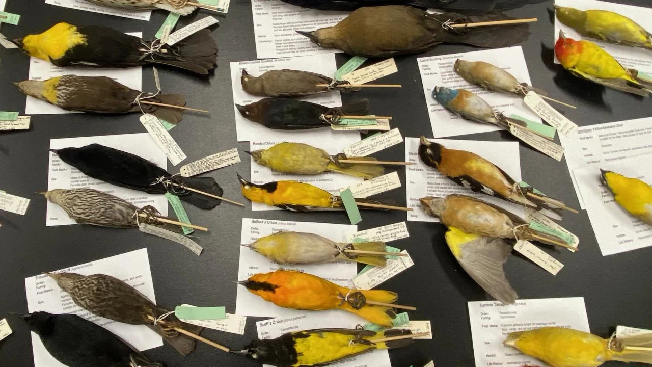 Rows of orioles, buntings and other birds line a table during the Laboratory in Biology & Conservation of Wild Birds class. (Malia Reiss, UC Davis)