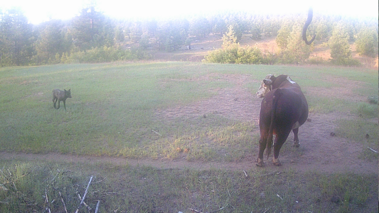 A gray wolf captured on a game camera approaching a bull in June 2023. (Tina Saitone and Ken Tate / UC Davis)