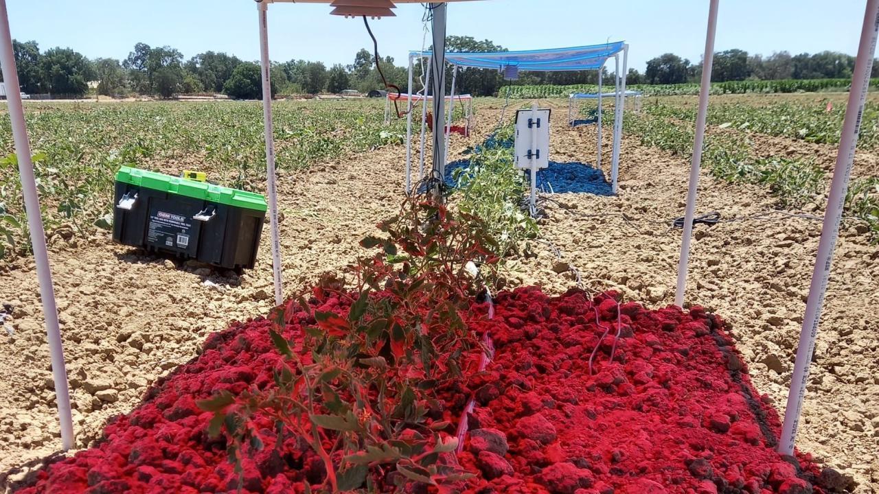 Solar panels emit a red light over tomato plants growing in a research field at UC Davis in 2022. The work further tests the findings of a UC Davis study showing plants in agrivoltaic systems respond best to the red spectrum of light while blue light is better used for energy production. (Andre Daccache/UC Davis)