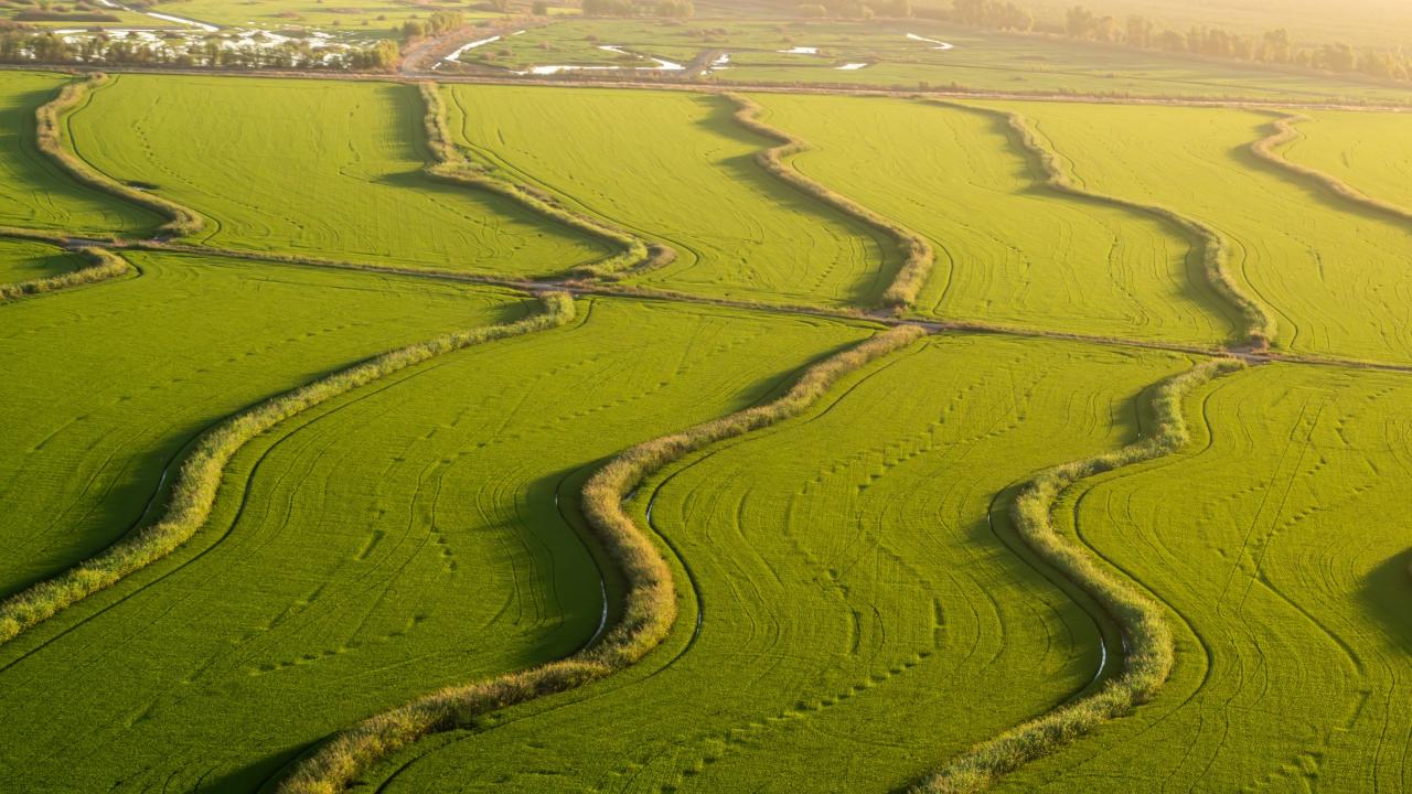 Rice fields