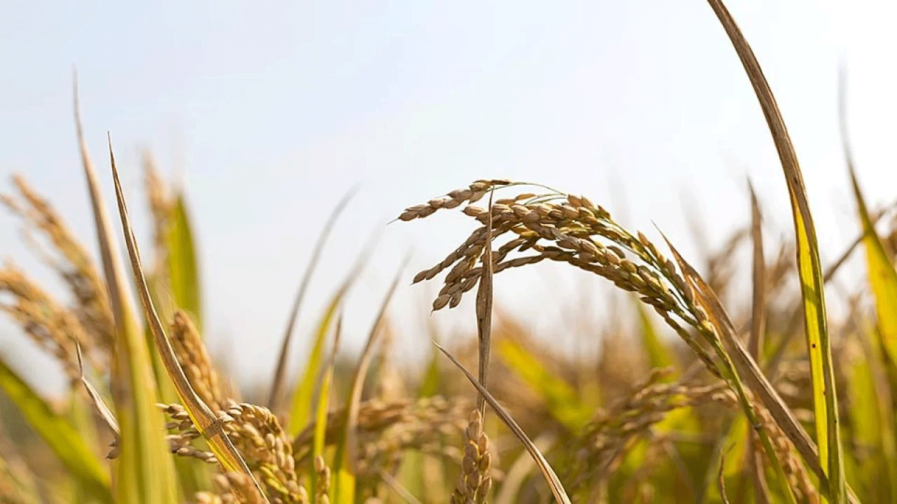 UC Davis and Chinese scientists have found a way to create disease-resistant rice with high yields. (Zhudifeng/Getty Images photo)