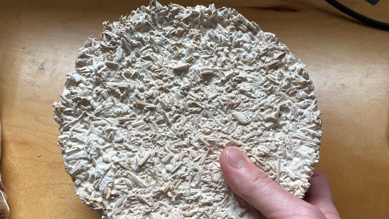 A mycelium/biomass composite structure grown by the La Saponara lab from a commercial kit. With the right materials and growing process, mycelium composites might be a compostable alternative to plastics and a filter to remove toxic residues from water. Photo courtesy of Valeria La Saponara.