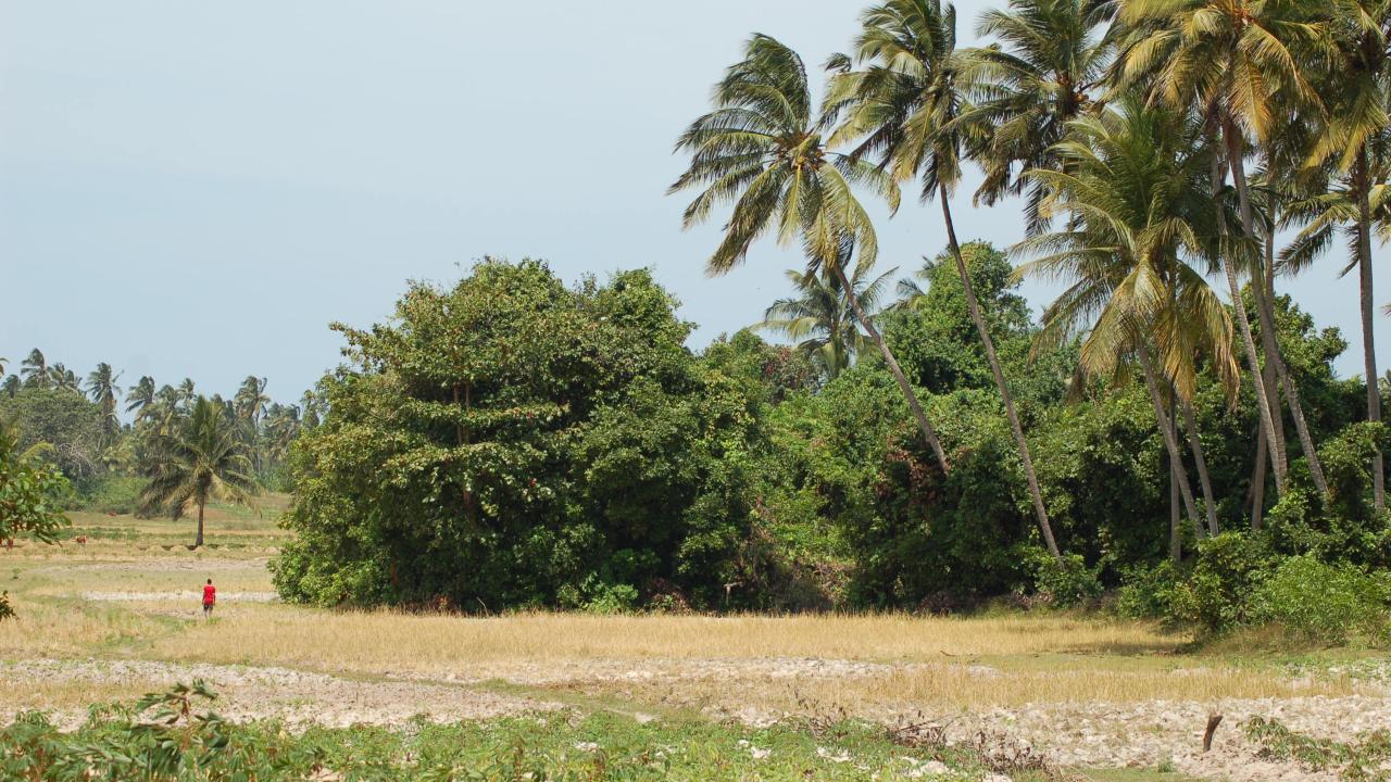 The Sacred Forest Wingwi Mapofu in Pemba, Tanzania. (Monique Borgerhoff Mulder)