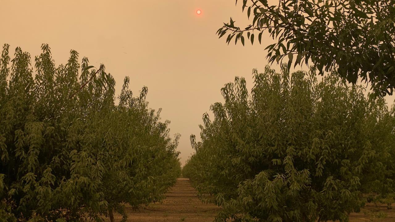 A serene grove of trees with a clear path running through the middle, leading towards the horizon. The orange tint in the sky is due to atmospheric conditions like smoke or dust.