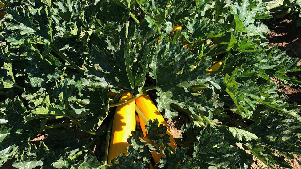Growers from small farms, like this one in the Central Valley growing squash, will have expanded access to food safety training and one-on-one support. Photo by: Erin DiCaprio, UC Davis.