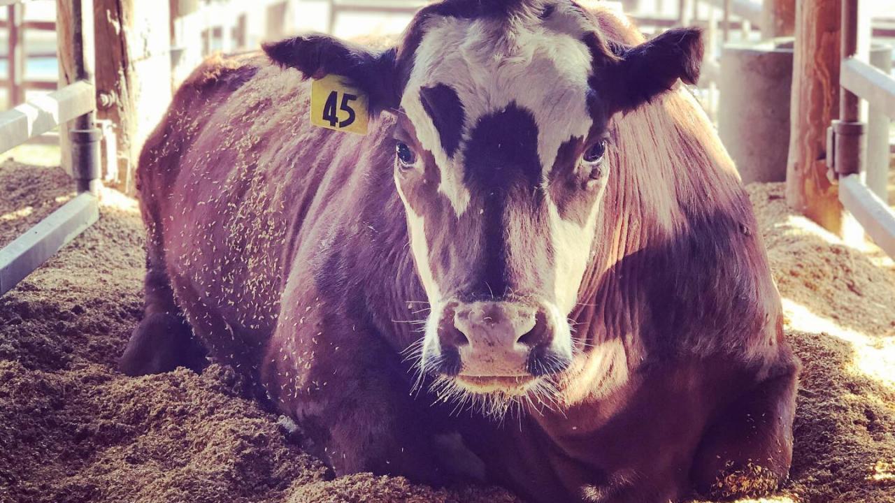 Steer
