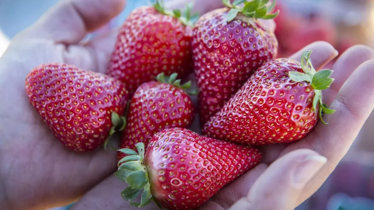 Strawberries in a hand