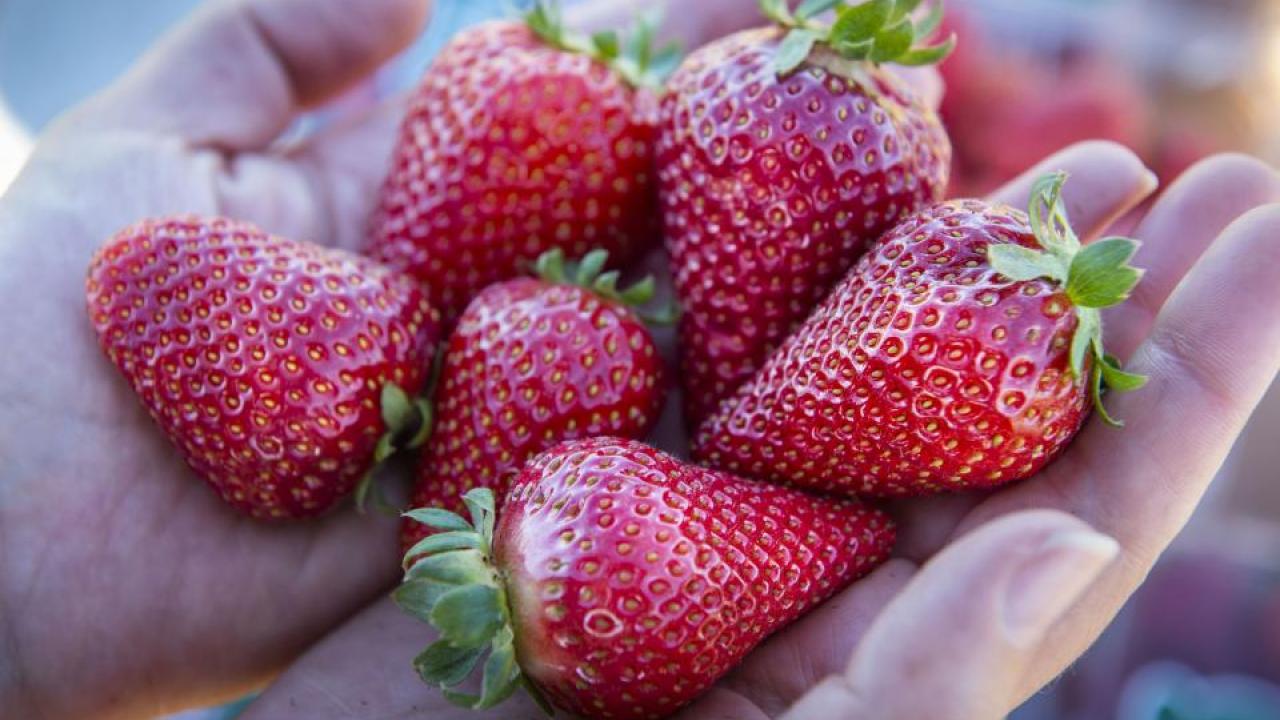 The UC Davis Finn is one of two new strawberry varieties bred to be large, sweet, and to ripen in winter. (Hector Amezcua/UC Davis)