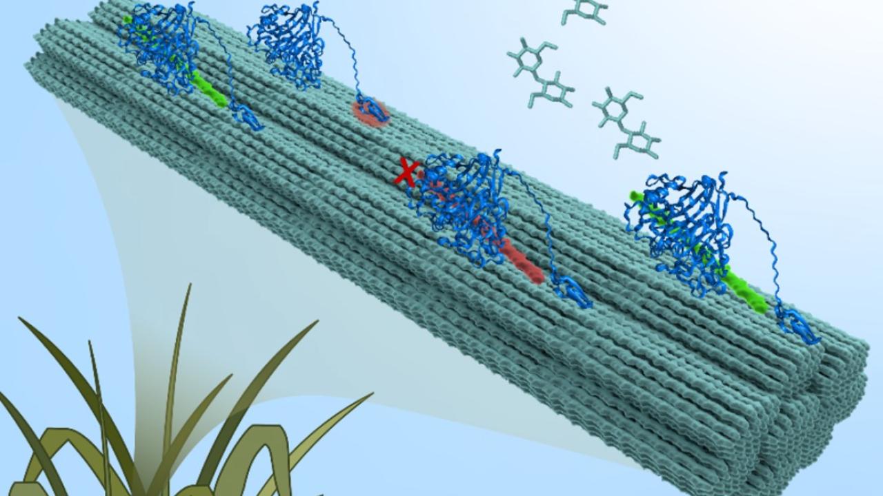 This graphic depicts cellulose that are structural components of plants that are being broken down into simple sugars by enzymes. (Graphic by Jennifer Nill)