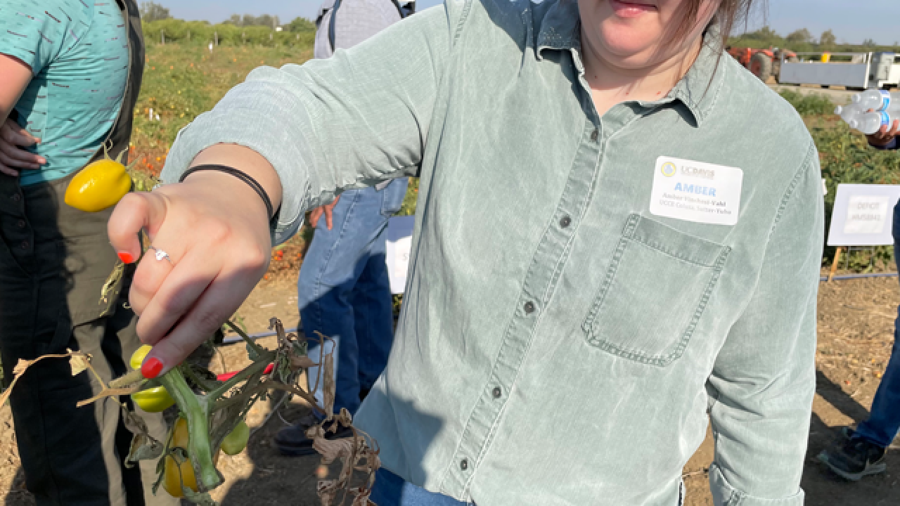 A tomato plant that is part of irrigation research. (Emily C. Dooley)