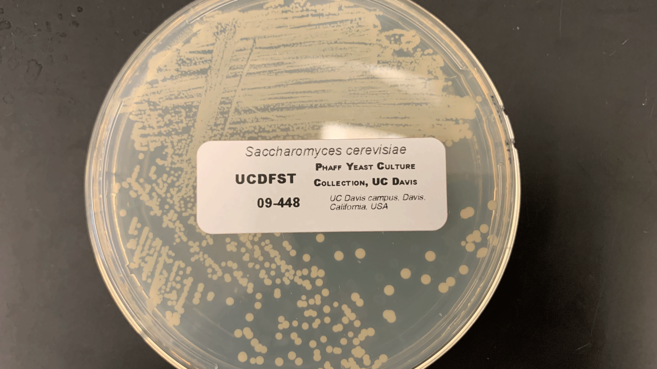 A yeast strain in a petri dish.