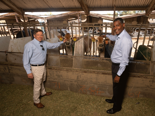 Matthias Hess and Ermias Kebreab stand together in the UC Davis cow dairy facilities.