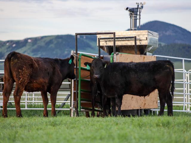Beef steer graze on a ranch in Montana. (Paulo de Méo Filho / UC Davis)