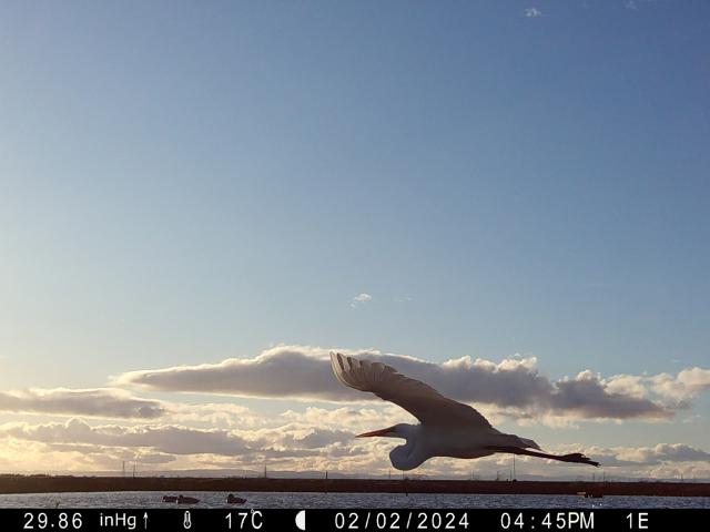 Egret flying near Montna Farms in Yuba City in February, as seen from the research team’s mounted camera.