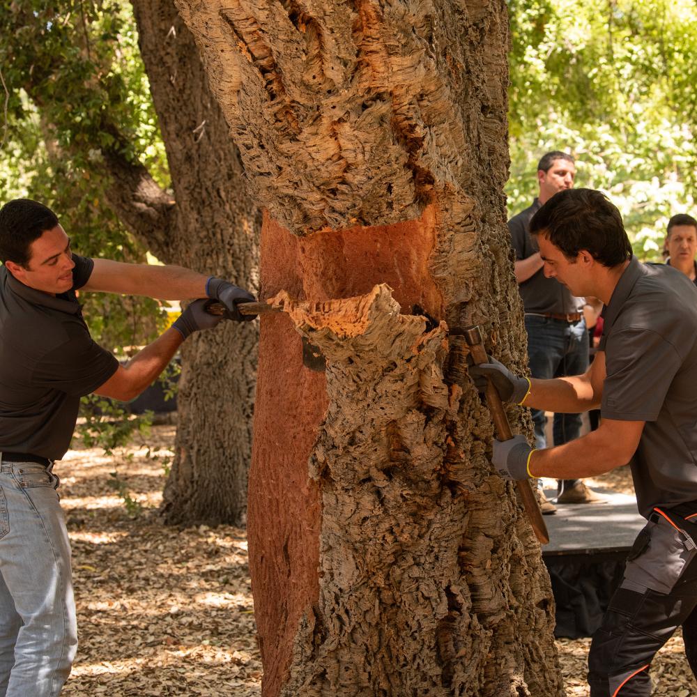 Two cork harvesters from Portugal, Joao Ferreira (younger) and Carlos Ferreira (older), demonstrate how all cork is harvested with an axe.