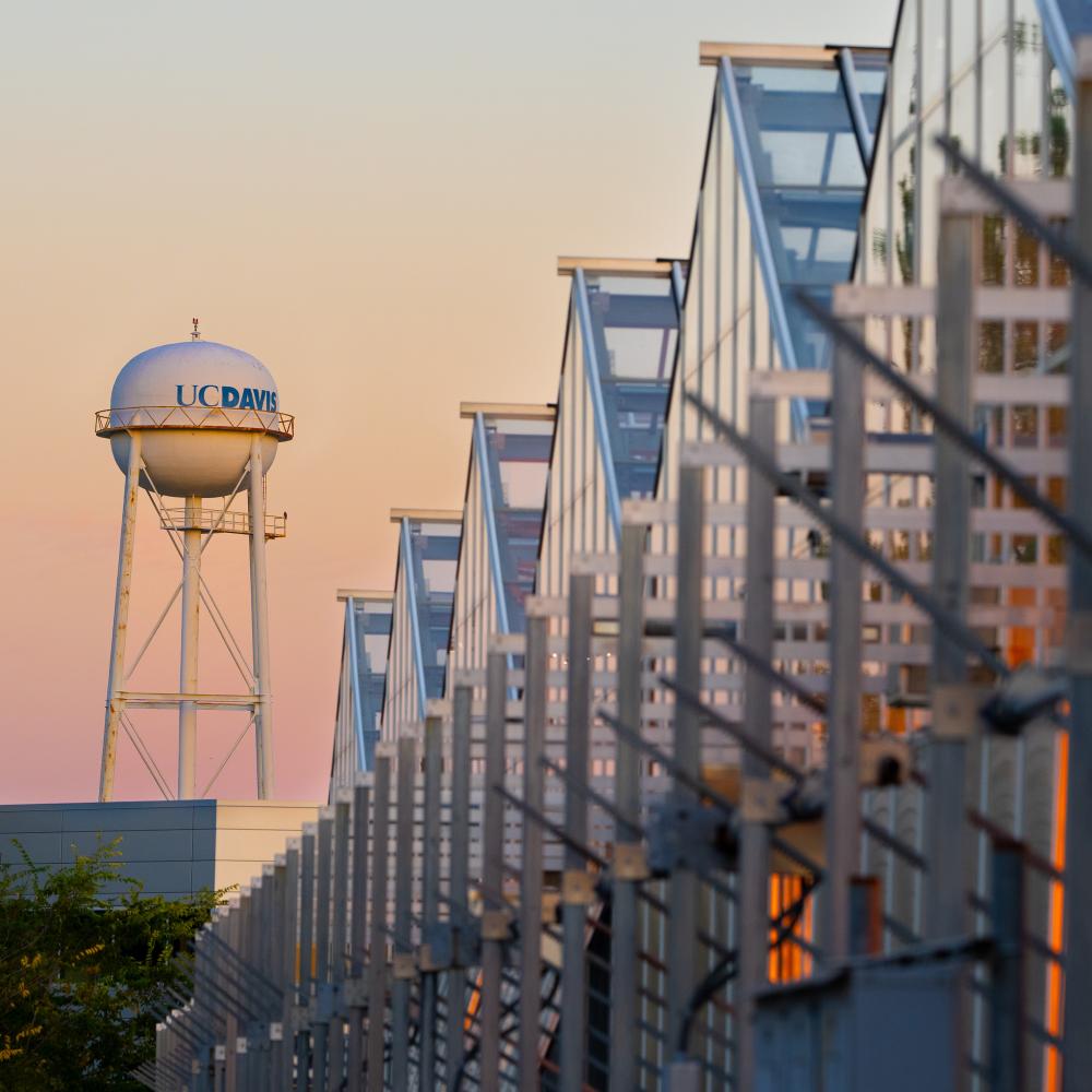 UC Davis CORE greenhouses at sunset with the campus water tower in the background.