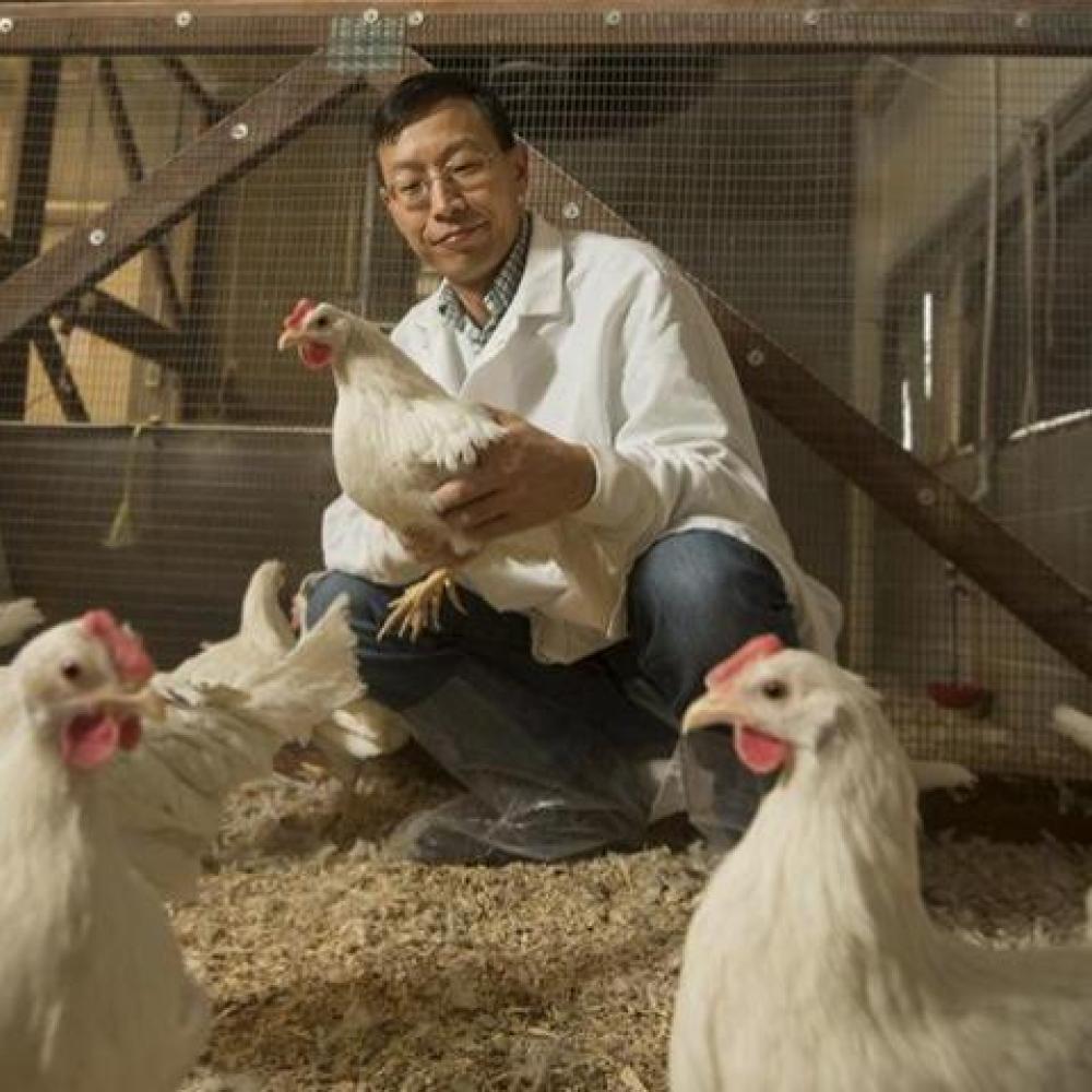 Huaijun and chickens