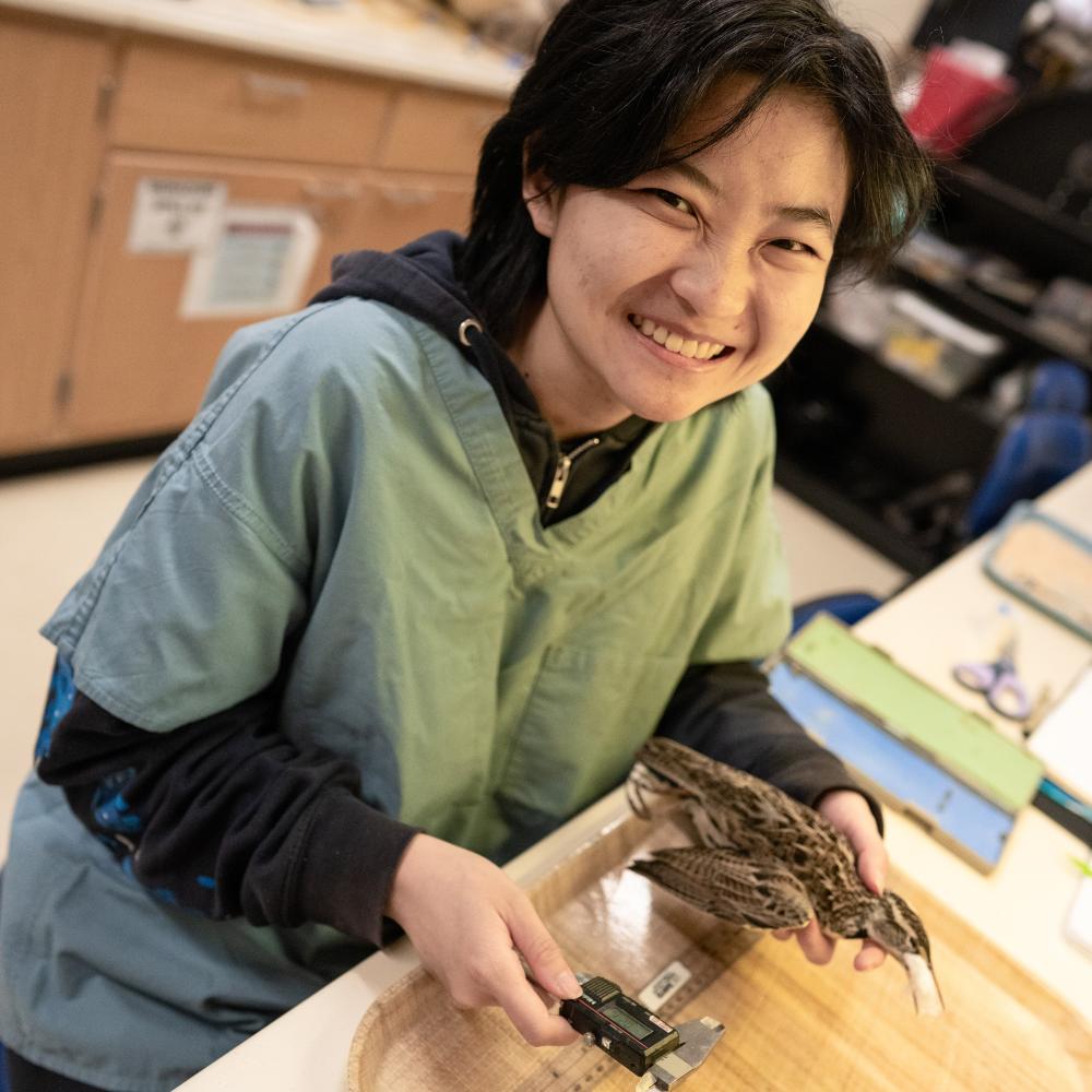 A student is preparing a Western Meadowlark specimen at the MFWB.