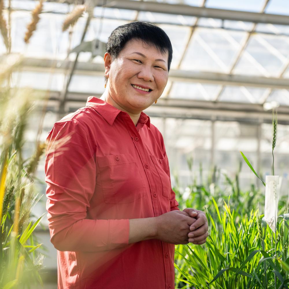 Person standing beside wheat plants inside a greenhouse.