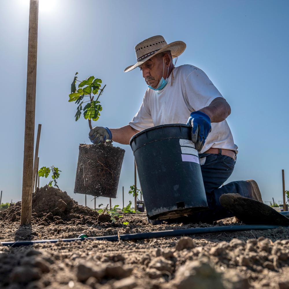 A worker plants a grape plant in the ground.