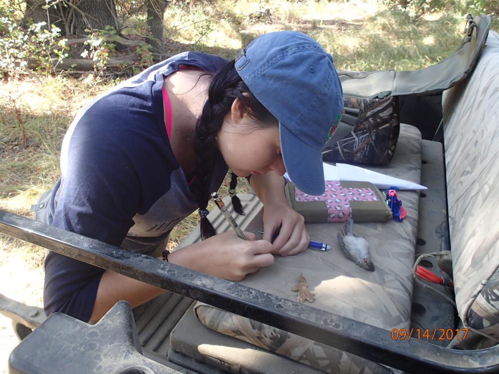 Alum Danielle Fradet logs data of a bird collected at Bird Haven Ranch in 2017. Fradet was an intern at the museum for four years as a student and was hired as a junior specialist. She still works with Andy Engilis on manuscripts as she attends graduate school at the University of New Hampshire.