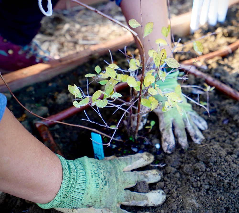 Volunteers with the UC Davis Arboretum and Public Garden planted the five species for the Climate Adaptation Living Lab, where researchers are studying plant-insect interactions. Photo by: Tiffany Dobbyn, UC Davis.