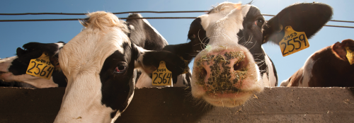 cows
