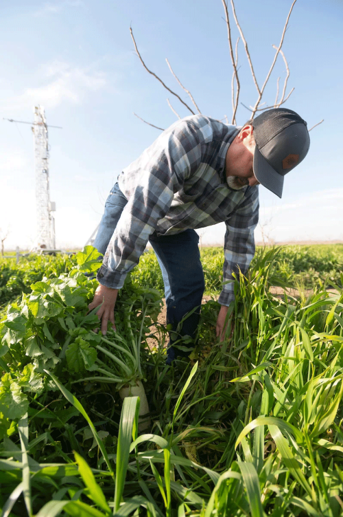 Nick Edsall, orchard manager for Bullseye Farms, surrounded by cover crops that grow between the rows of young pistachio trees. (Gregory Urquiaga/UC Davis)