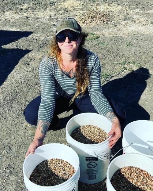 In addition to crop rotation in rice, researchers are also studying cover cropping, which may deliver some benefits of diversification, says UC Davis doctoral student Sara Rosenberg.