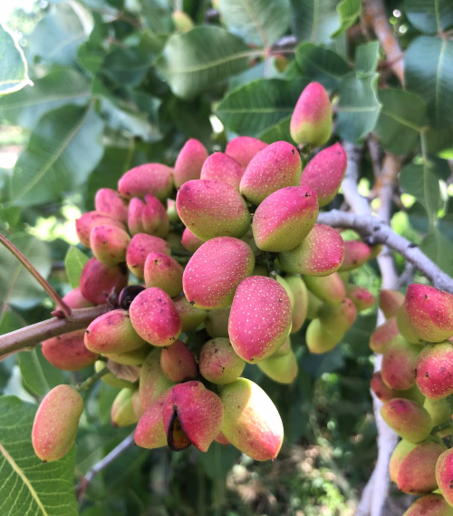 Stage IV of the pistachio’s development, when its shell begins to develop a red color. (Adrian Sbodio / UC Davis)