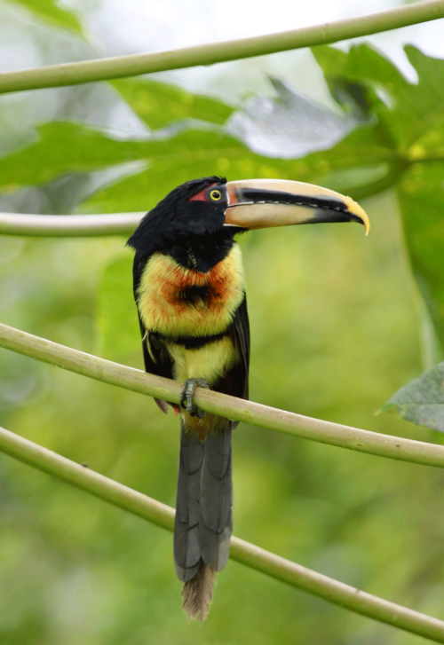 A collared aracari. (Daniel Karp/UC Davis)