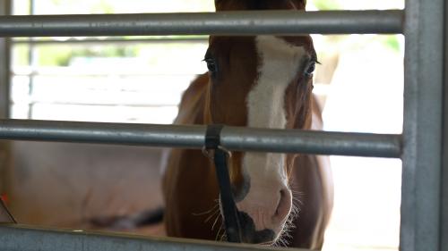 Gracie, a brown horse athletes at the Equestrian Center at UC Davis.