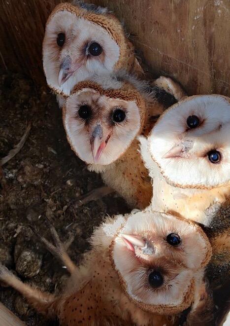 Barn owls, like these, provide pest control and ecological benefits. Nest boxes help attract and support them. (Ryan Bourbour/UC Davis)