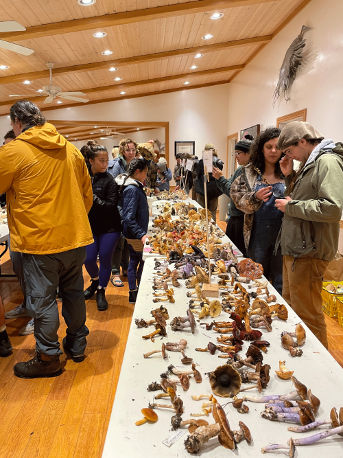 Mushrooms collected as part of the 2023 mycology field trip led by Dave Rizzo, the plant pathology department chair. (Dave Rizzo /UC Davis)