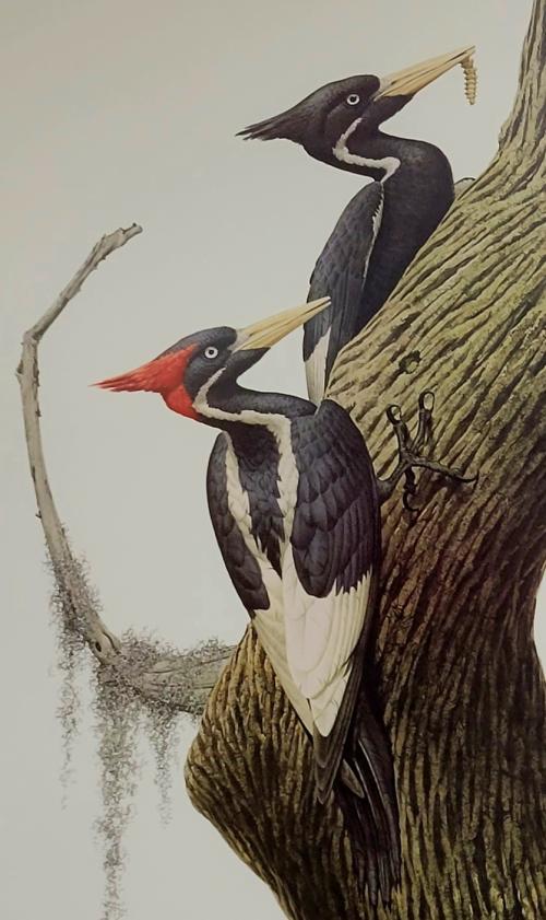 Painting of ivory-billed woodpeckers by artist Guy Coheleach which adorns the wall above researcher John Trochet’s desk at the UC Davis Museum of Wildlife and Fish Biology.