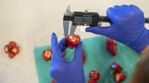 Measuring the width of a jalapeño pepper