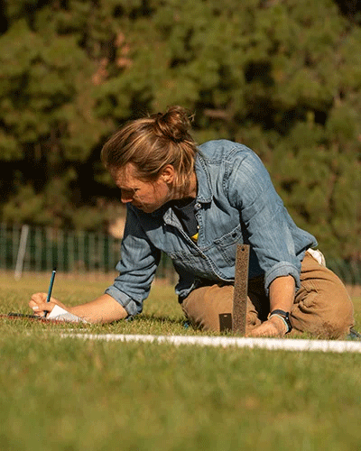 Haven Kiers, assistant professor of landscape architecture and director of the sheep mowers project, measures grass to collect data. (Gregory Urquiaga/UC Davis)
