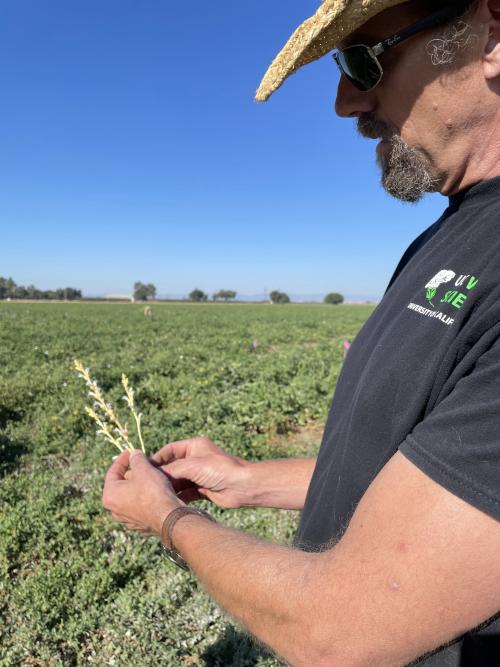 Brad Hanson, a professor of Cooperative Extension in plant sciences, examines a stock of Orobanche ramosa pulled from off a tomato plant in Woodland where scientists are studying the parasitic weed. (Emily C. Dooley/UC Davis)