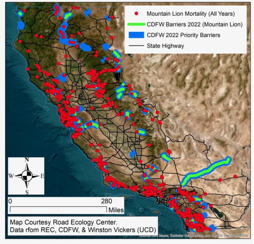 Red dots indicate mountain lion mortality along state highways (black lines) between 1983 and 2022. (Lower rates of reporting occurred before 2015.) Blue lines indicate priority wildlife movement barriers identified by CDFW in 2022, while green lines indicate priority barriers for wildlife movement where mountain lions were listed. (UC Davis Road Ecology Center)