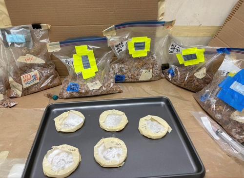 The labs are growing different combinations of mycelia and biomass to find the optimal combination for their various applications. Photo courtesy of Valeria La Saponara.