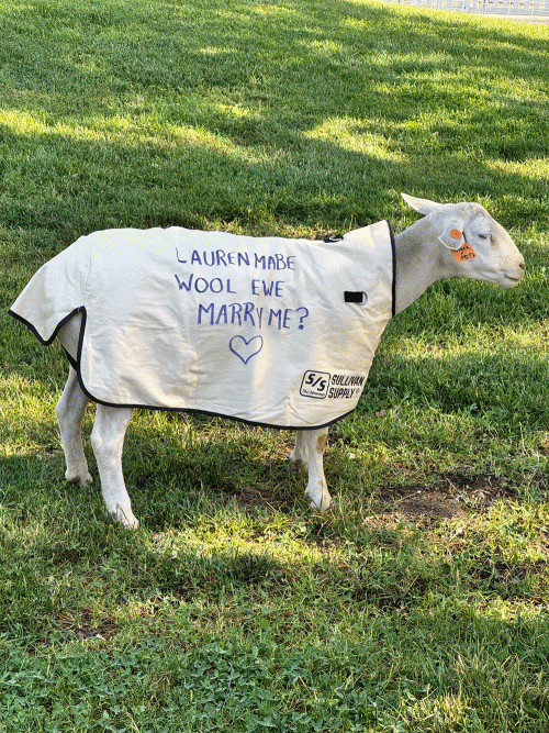 Sheep wears jacket with “Wool ewe marry me?” written on it during marriage proposal. Photo by: Annie Miyadi, UC Davis