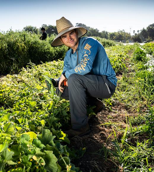 A student harvesting vegetables at the UC Davis Student Farm.