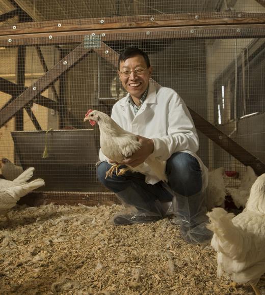 Zhou uses genetic and genomic techniques to breed chickens that are more resistant to disease and heat stress for developing world farmers. (Gregory Urquiaga) UC Davis Animal Science Professor Huaijun Zhou with white leghorn chickens.