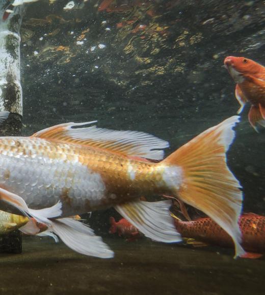 Koi fish swimming in a tank at the UC Davis Center for Aquatic Biology and Aquaculture. Koi fish swimming in a tank at the UC Davis Center for Aquatic Biology and Aquaculture.