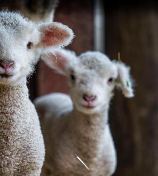 Two lambs at the UC Davis Sheep Barn. Two lambs at the UC Davis Sheep Barn.