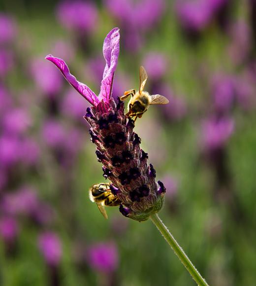Two bees pollinate a lavender.