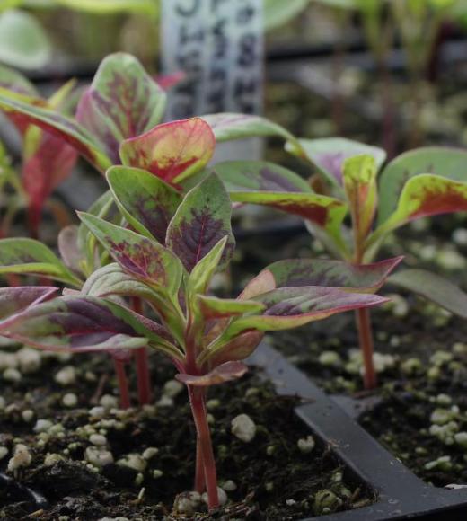 Seedlings grow in containers.