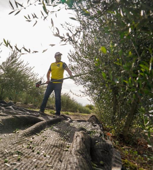 Executive Director a the UC Davis Olive Center, Javier Fernandez-Salvador uses a handheld shaker to harvest olives at Wolfskill Experimental Orchard that will be used to create an Olio Nuovo blend of olive oil that will be availble to the public through the Olive Center.